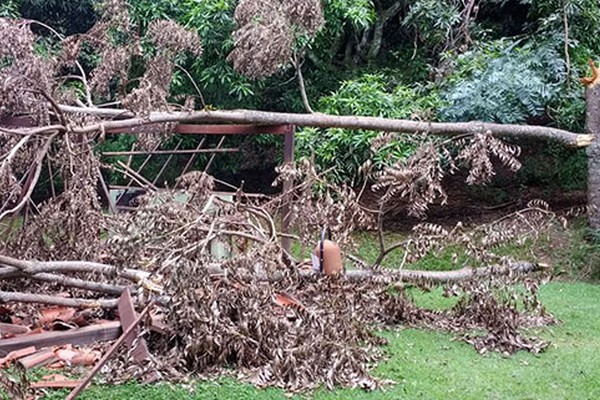 Árvore desaba na área de churrasqueira do Parque do Mocambo e destrói quiosque