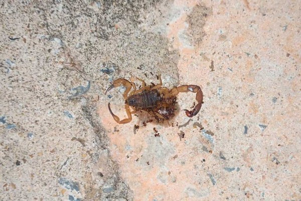 Moradores do bairro Alto da Serra convivem com infestação de escorpiões e pedem socorro