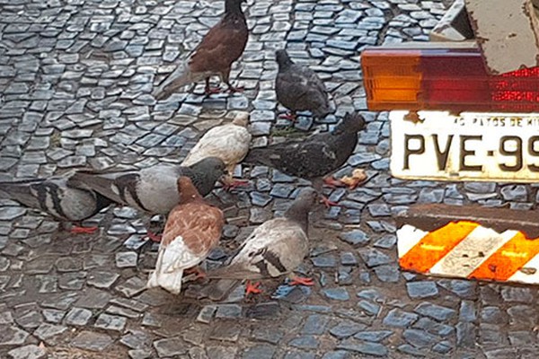 Vigilância Sanitária realiza ações para conter infestação de pombos em Patos de Minas