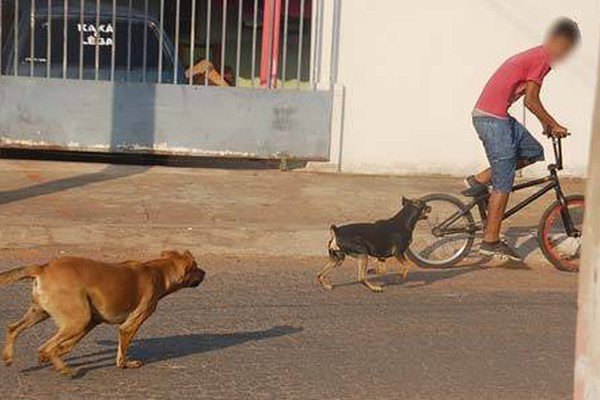 Cães sem donos amedrontam pessoas nas ruas e fazem vítimas em Patos de Minas