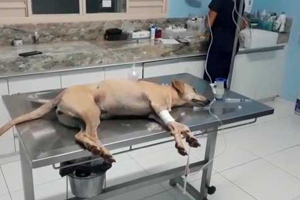 Cão morre e outro fica ferido após serem baleados com arma de chumbinho em Patos de Minas
