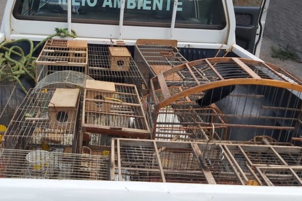 Polícia de Meio Ambiente faz operação em Patos de Minas para libertar pássaros de cativeiros