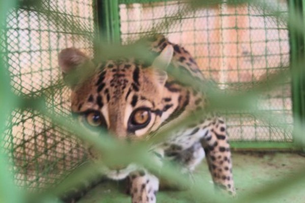 Bombeiros são chamados para capturar Jaguatirica que rondava propriedade em Rio Paranaíba