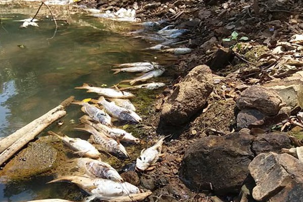 Com pouca água e bastante poluído, Rio Paranaíba volta a registrar mortandade de peixes
