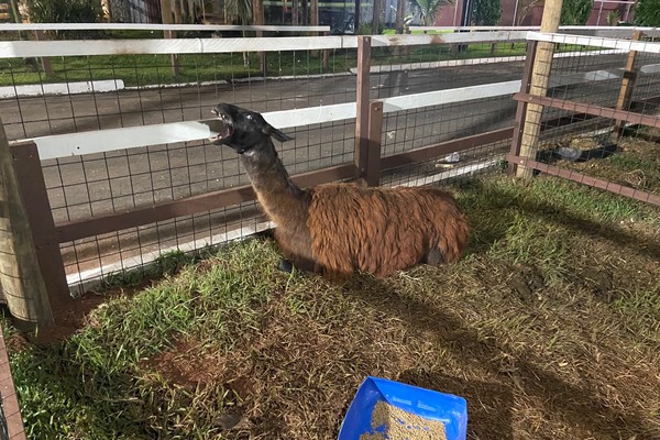Animais incomuns chamam a atenção na Fenamilho 2026; veja ao vivo