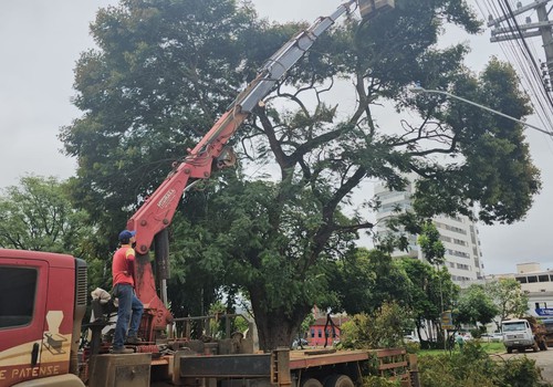 Corte de árvore gigante interdita o trânsito em trecho da avenida Getúlio Vargas