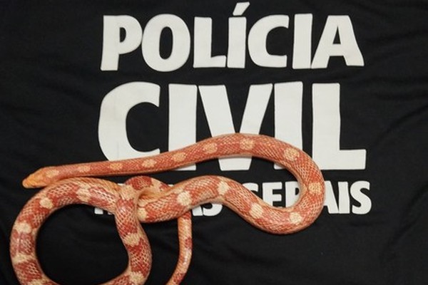Cobra “Corn Snake” é apreendida em operação contra o tráfico de drogas em Rio Paranaíba