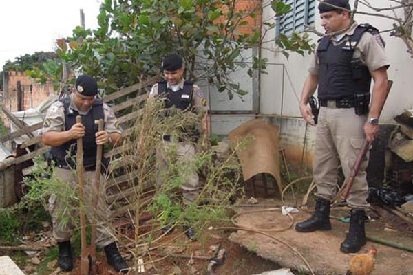 Polícia Militar encontra pé de maconha e diversos objetos furtados em casa no Santa Luzia