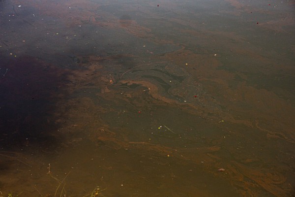 Mancha de óleo polui as águas da Lagoa Grande e frequentadores cobram providências