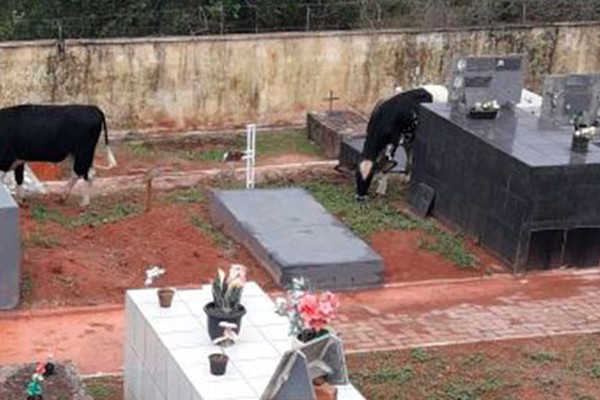 Na véspera do Dia de Finados, vacas são flagradas pastando no Cemitério de Patos de Minas