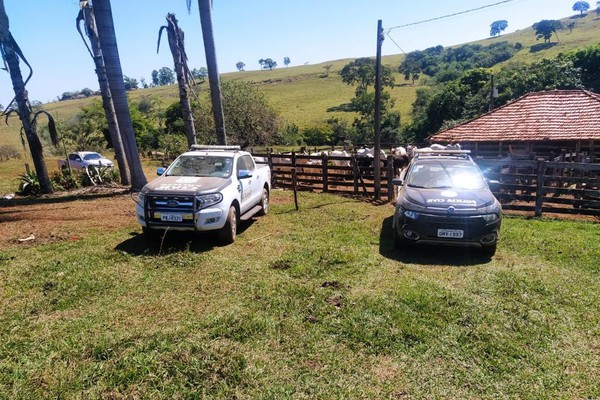 PC recupera em Patos de Minas 38 bovinos que foram roubados à mão armada em Uberaba