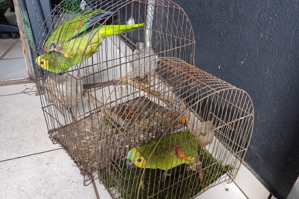 Mulheres são presas mantendo aves em cativeiro em Patos de Minas; multa passa de R$19 mil