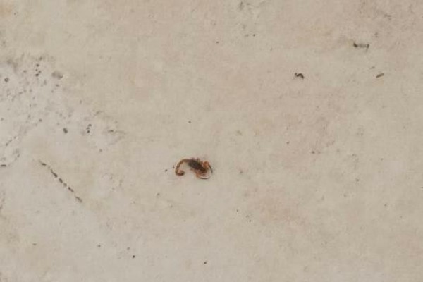 Morador denuncia lote sujo, diz que já matou mais de 30 escorpiões e pede providências em Patos de Minas
