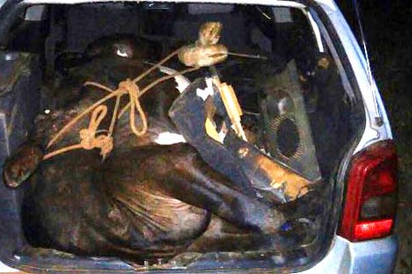 Ladrões de gado são presos transportando novilha abatida no porta-malas de veículo
