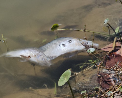 Frequentadores chamam a atenção para o aparecimento de peixes mortos na Lagoa Grande