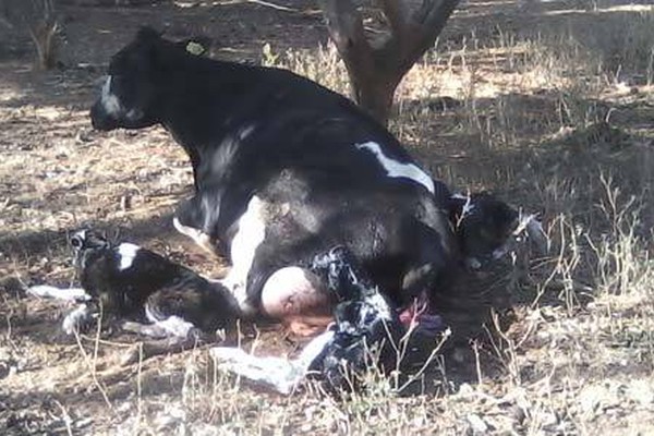 Fato raro: vaca dá à luz três bezerrinhas saudáveis em fazenda de Patos de Minas