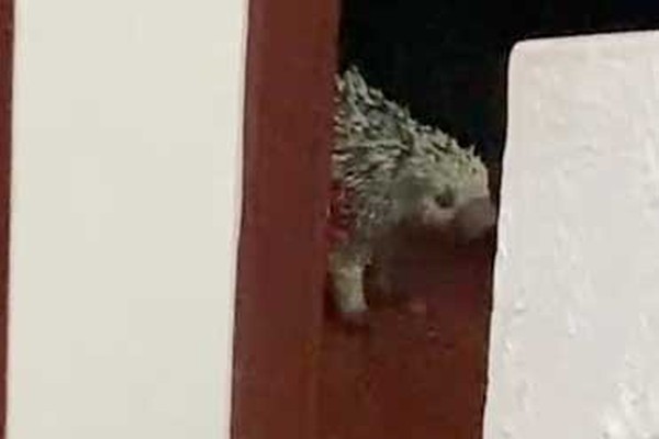 Corpo de Bombeiros captura ouriço-cacheiro dentro de quarto de criança em Patos de Minas