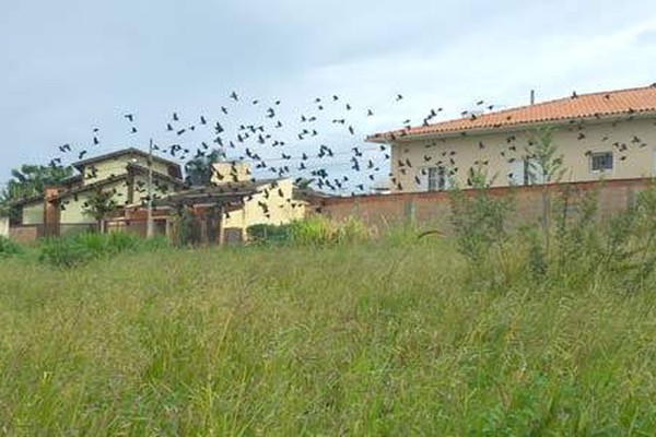 Centenas de pássaros-pretos encantam moradores patenses com visitas diárias