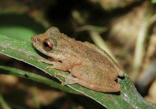Nova espécie de perereca é descoberta no Cerrado mineiro