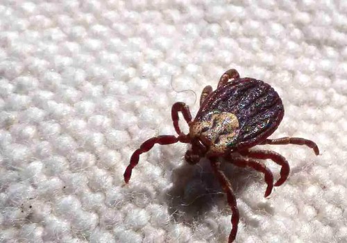 SP registra 18 mortes por febre maculosa em 19 casos confirmados