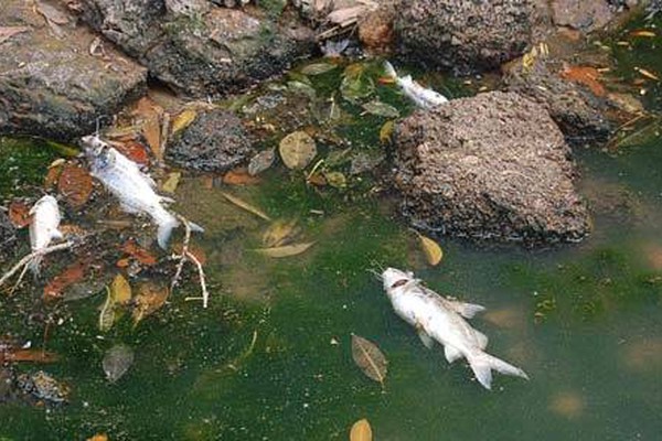 Situação degradante do Rio Paranaíba se agrava com mortandade de peixes