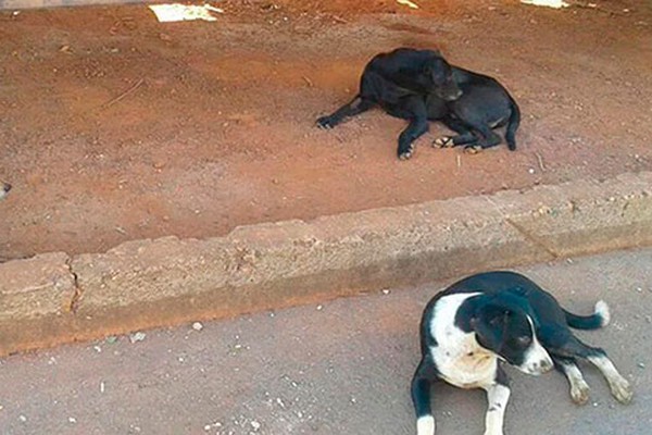 MP e Prefeitura assinam compromisso para identificar e castrar cães e gatos em Patos de Minas