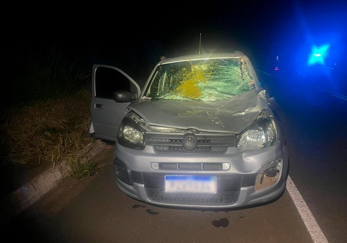 Bovinos soltos na BR 354 provocam mais um acidente e animal ferido precisa ser abatido a tiros