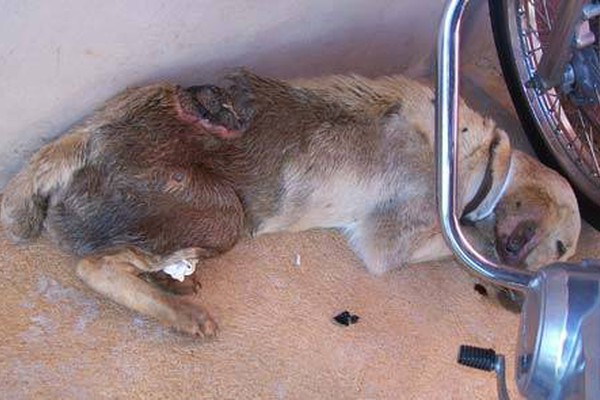 Cão doente e tomado por varejeiras expõe problema de animais abandonados