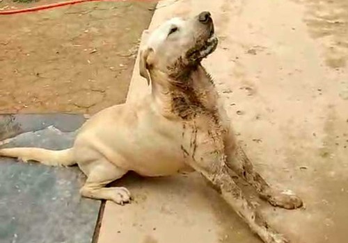 Moradores voltam a denunciar envenenamentos e agressões revoltantes contra cães, em Carmo do Paranaíba