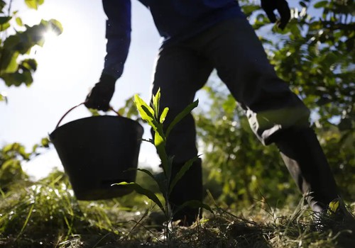 Governo apresenta plano para desenvolver bioeconomia no país