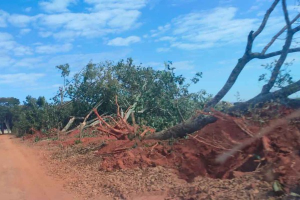 Derrubada de dezenas de árvores na zona rural de Patos de Minas chama a atenção