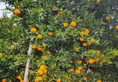 Produtores e instituições se unem para barrar doença que ameaça lavouras de laranja na região