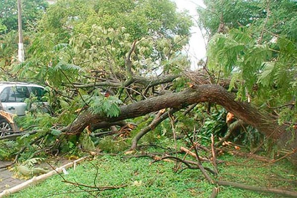 Prefeitura terá que pagar mais de R$5 mil por galho de árvore que caiu sobre carro em Patos de Minas 