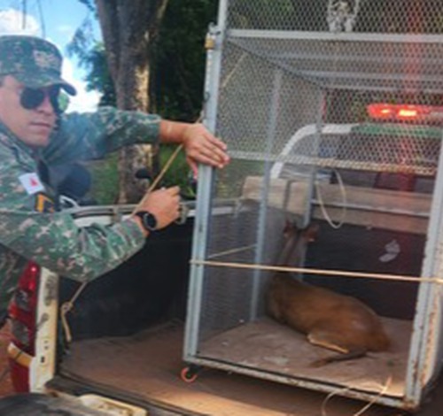 PM Ambiental resgata veado com ferimentos em fazenda de Presidente Olegário