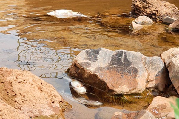 Peixes aparecem mortos no Córrego do Monjolo e Codema abre investigação para saber as causas