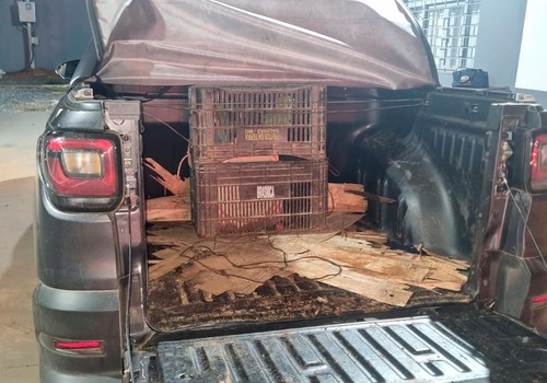 Motorista é preso com droga e transportando aves silvestres em carro clonado, na MGC354