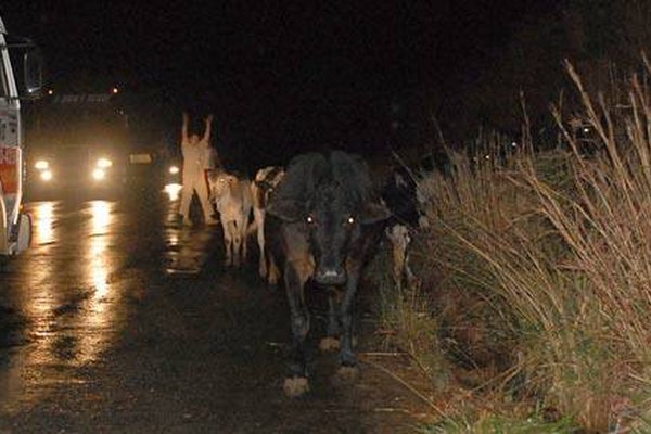 Inúmeras vacas passeiam tranquilamente na BR 365 e aumentam os riscos de acidente