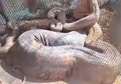 Cobras gigantes que assustavam moradores em Carmo do Paranaíba são capturadas pelos bombeiros