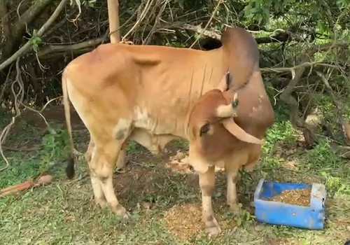 Boi que mobilizou resgate no bairro Copacabana volta a se levantar após dias de cuidados intensos