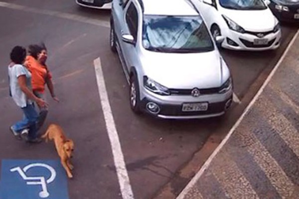 Vídeo de cachorros atropelando pedestres viraliza nas redes sociais e faz sucesso em Patos de Minas