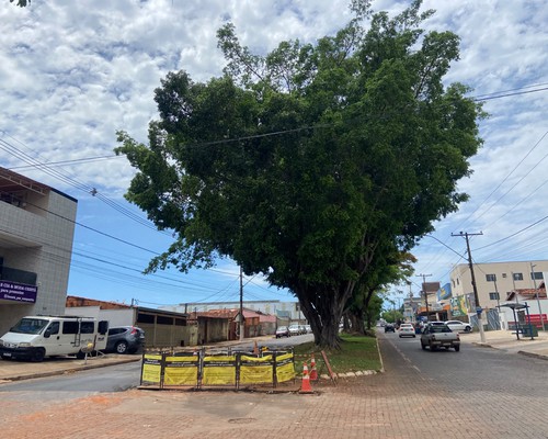Preocupado com queda de galhos, morador pede poda de árvores; Prefeitura orienta como solicitar vistoria