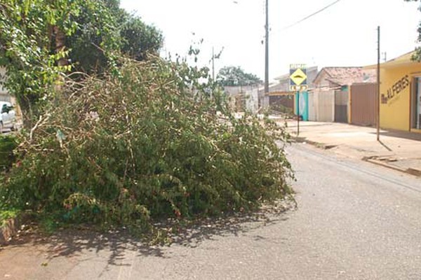 Moradores cobram remoção de árvores que caíram na semana passada durante temporal