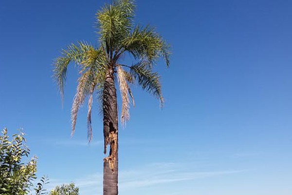 Palmeira plantada na sede da Prefeitura perde mais da metade do tronco e se torna ameaça