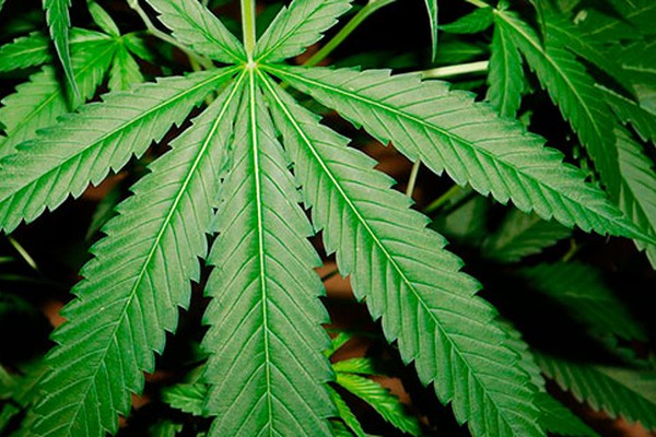 Juiz autoriza casal de Uberlândia a plantar maconha para fins medicinais