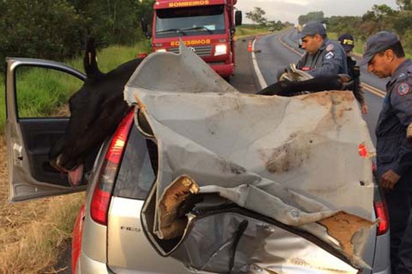 Vaca vai parar dentro de carro e duas pessoas ficam feridas em grave acidente na BR 365