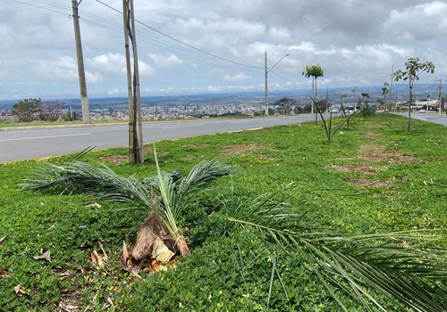 Vândalos furtam e destroem plantas de canteiros adotados por empresas na avenida Marabá