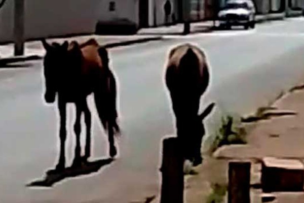 Cavalo e burro pastam tranquilamente por ruas do bairro Santa Terezinha em Patos de Minas