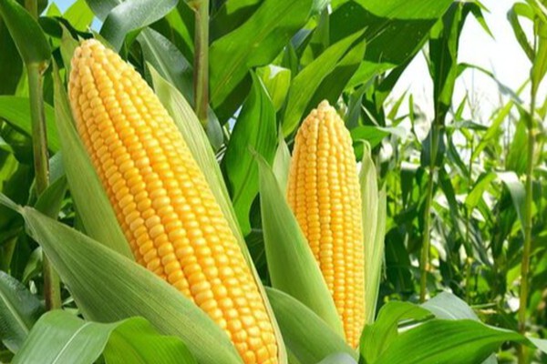 Homem de 56 anos é preso por furtar espigas de milho em lote de Patos de Minas