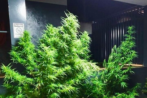 Plantação com sete pés grandes de maconha é descoberta e morador é preso em Patos de Minas