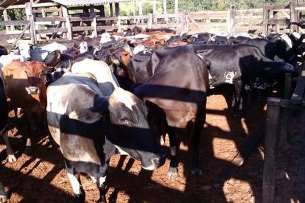 PM recupera em Major Porto mais de 70 vacas tomadas de assalto em Uberlândia